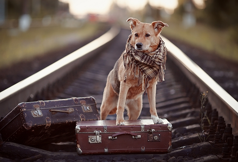 dog sitting on train tracks with suitcases