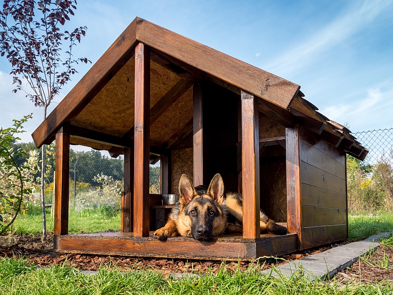 german shepherd in dog house