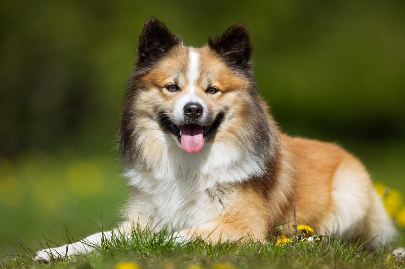 Icelandic Sheepdog