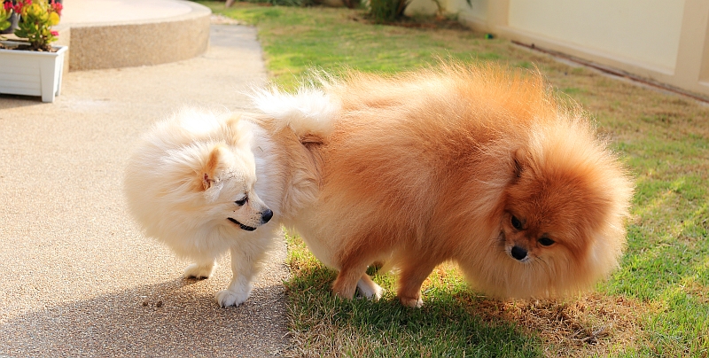 pomeranian dogs mating