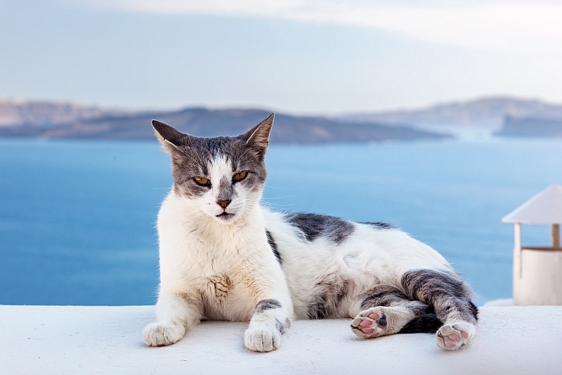 Aegean cat