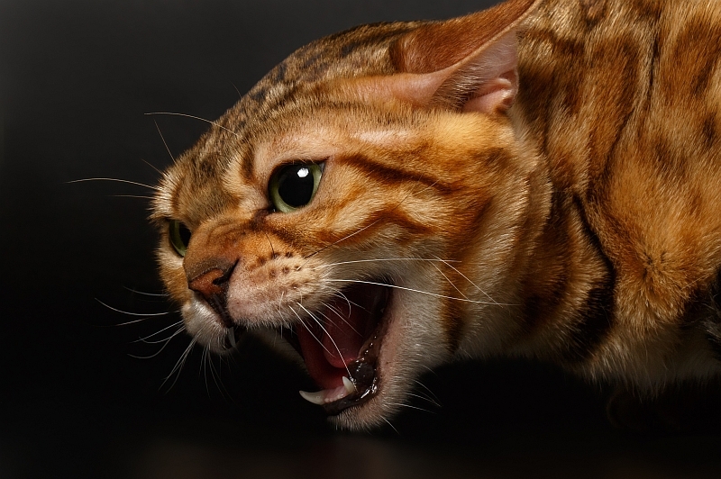 Bengal cat hissing