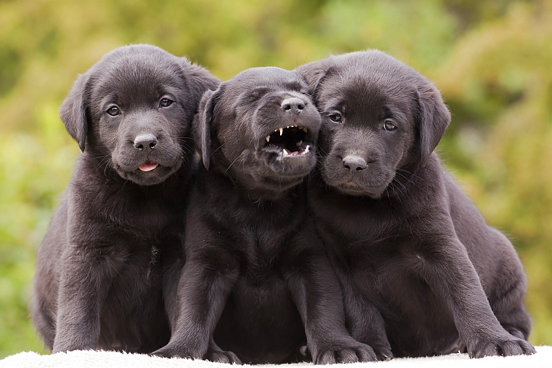 three black labrador puppies sitting together