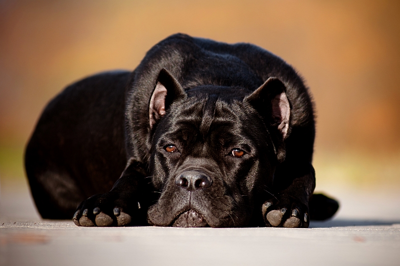 Cane Corso lying on the ground