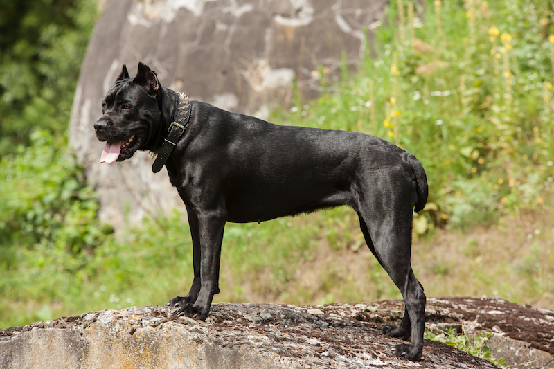 Cane Corso