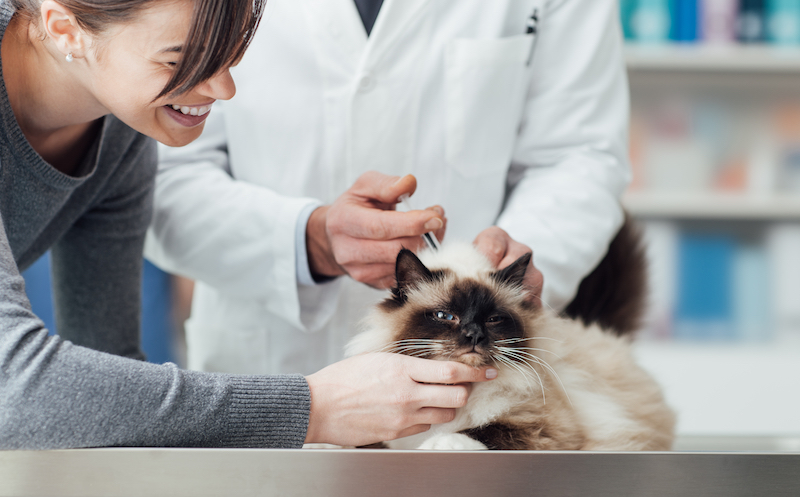 Veterinarian giving an injection to a cat on the surgical table pet healthcare concept