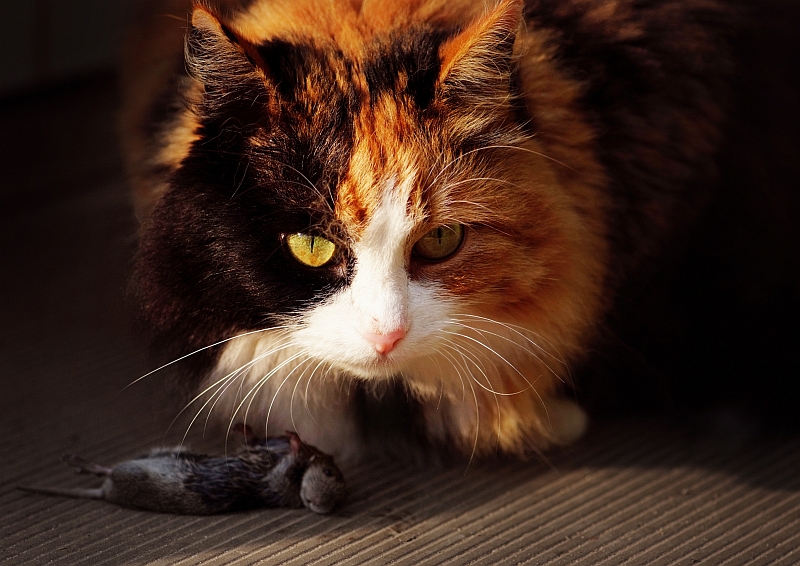 cat with dead mouse