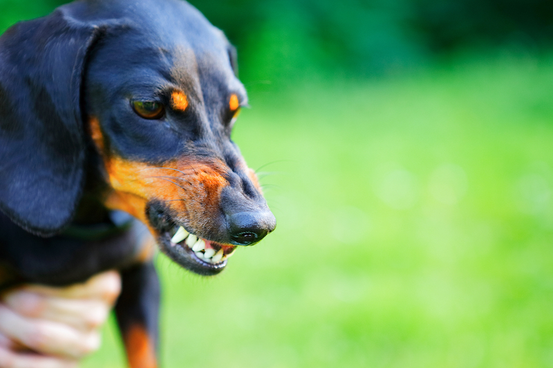 Signs of Aggression in Dogs