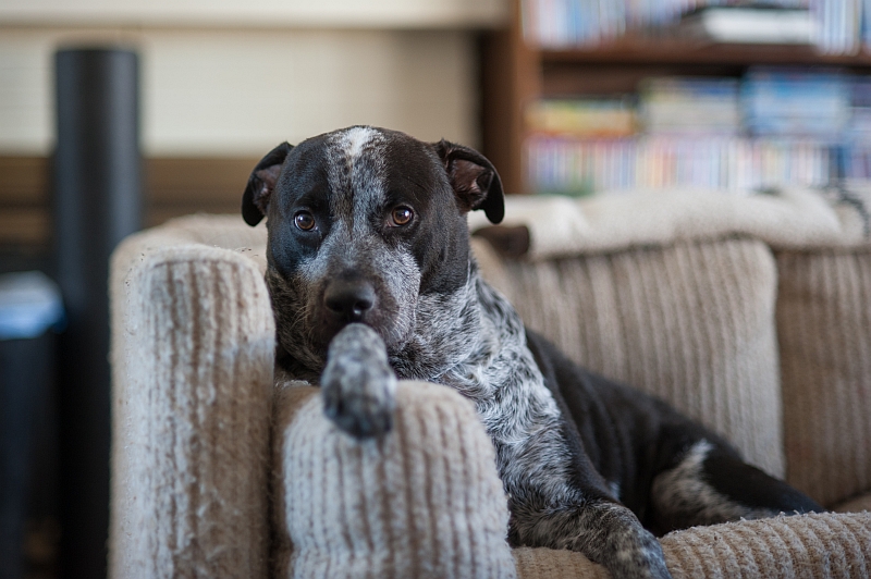 dog sitting on couch