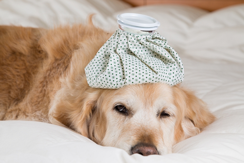 Golden Retreiver with ice-pack on its head