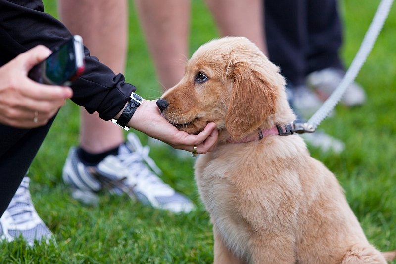 petting golden retriever puppy on leash