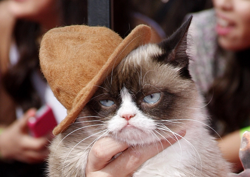 Grumpy cat