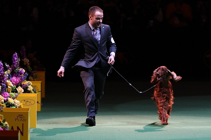 Irish Setter at Westminster dog show