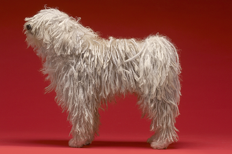 Komondor - Hungarian Sheepdog