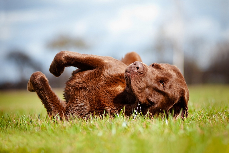 labrador rolling in grass