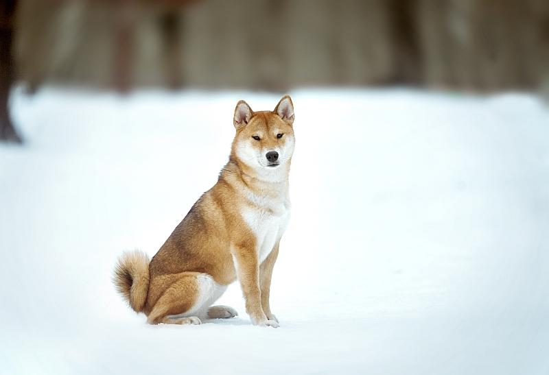 Japanese Dog Breeds