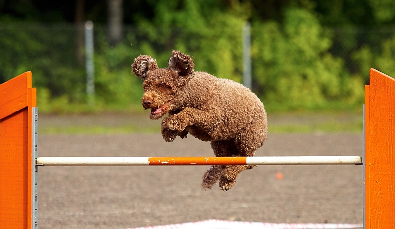 Spanish Water Dog