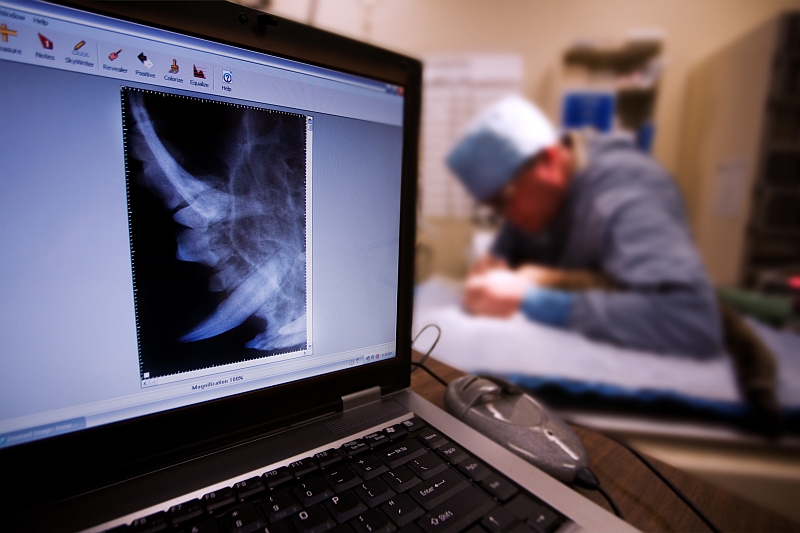 veterinarian during surgery