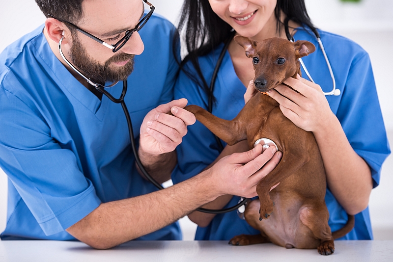 Veterinary Technician: Education & Work