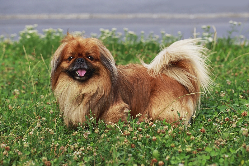 Pekingese