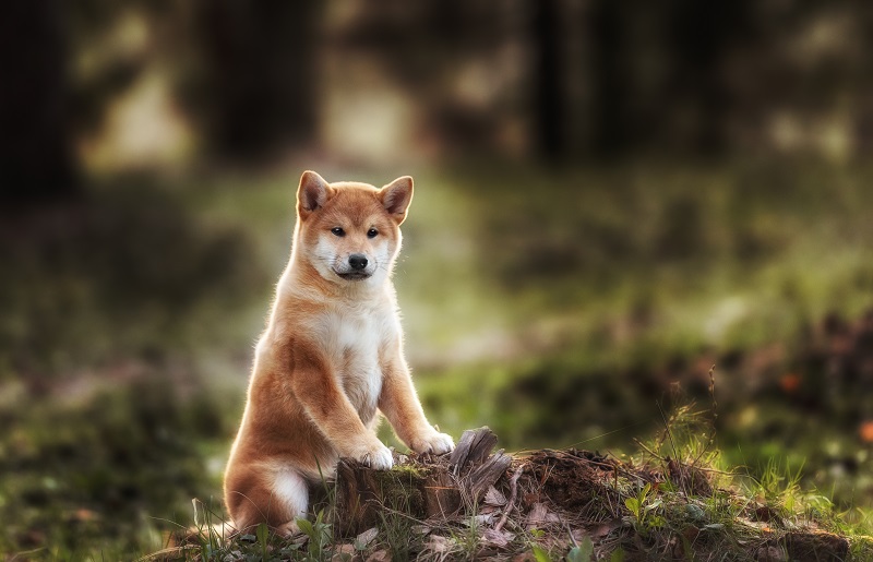 Akita Inu puppy