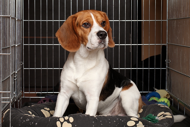 Beagle in a wire dog crate