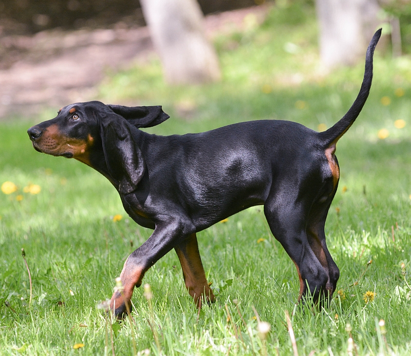 Black and Tan Coonhound