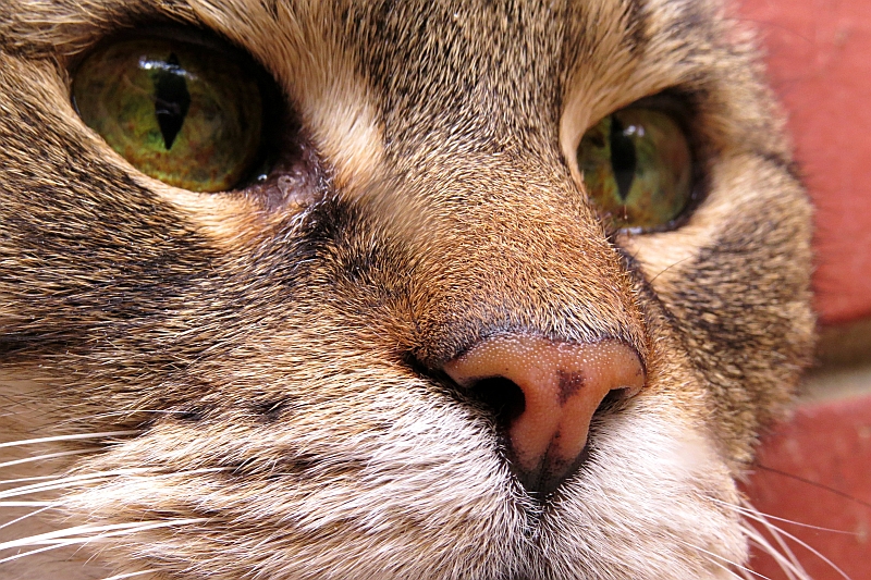 closeup of cat's eyes