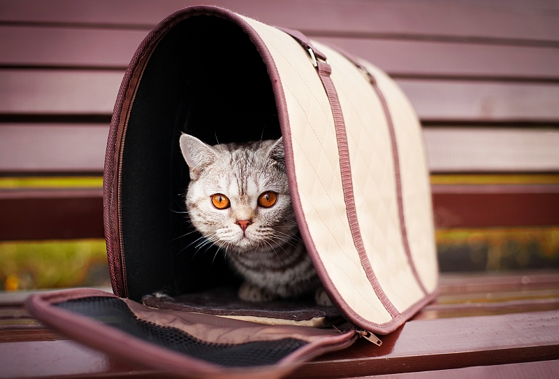 How to Choose a Cat Carrier