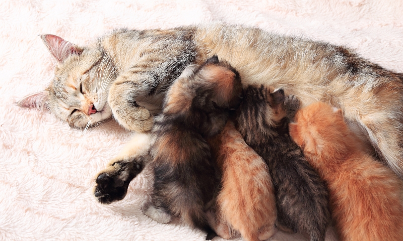 cat nursing kittens