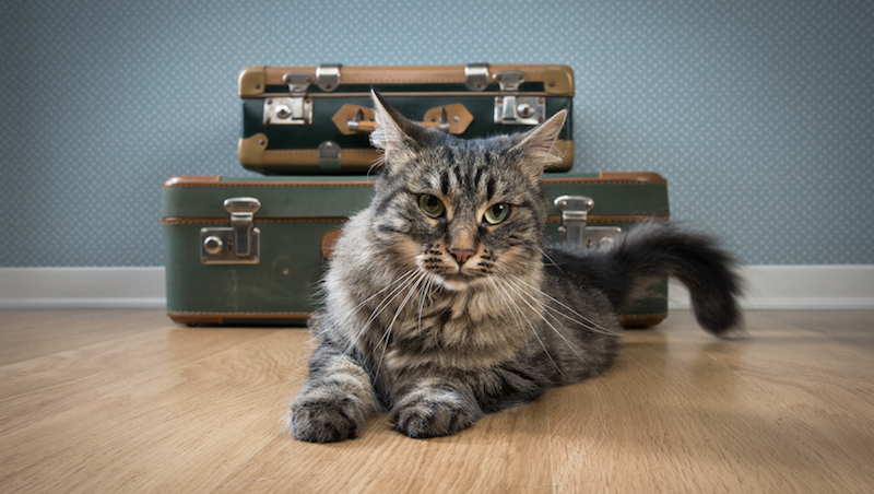 Beautiful furry cat with old vintage suitcases on the floor.