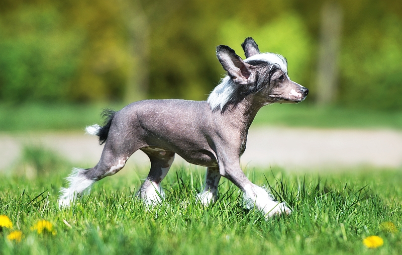 Chinese Crested dog