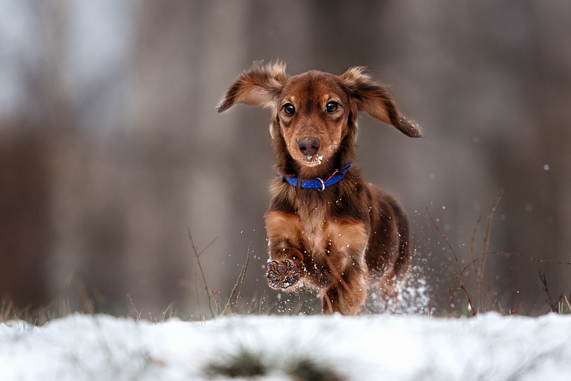 Dachshund running in snow