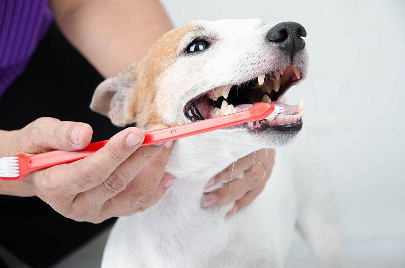 dog getting its teeth brushed