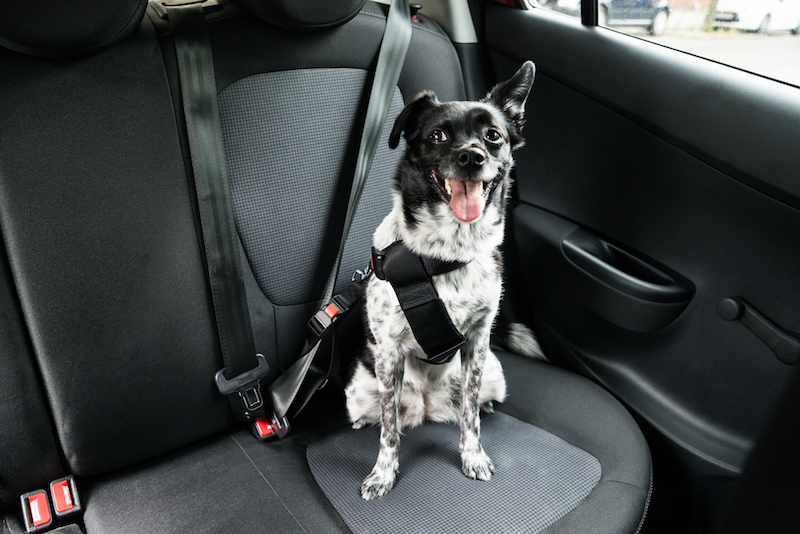 Dog With Sticking Out Tongue Sitting In A Car Seat