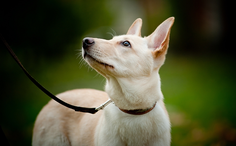 dog on leash looking up at owner