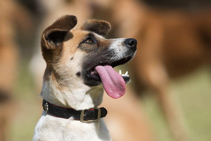 dog with tongue hanging out