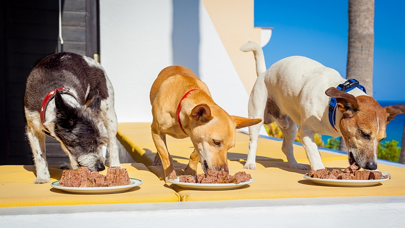 three dogs eating food on balcony