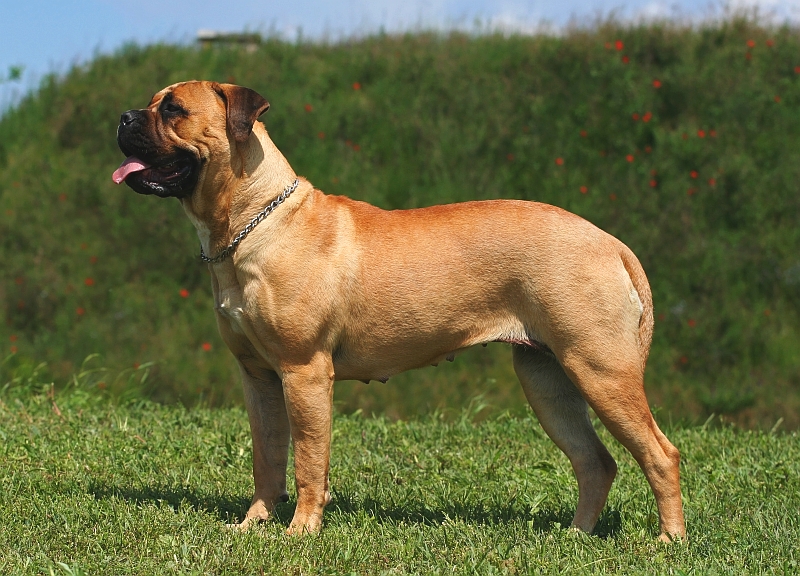 Engish Mastiff profile