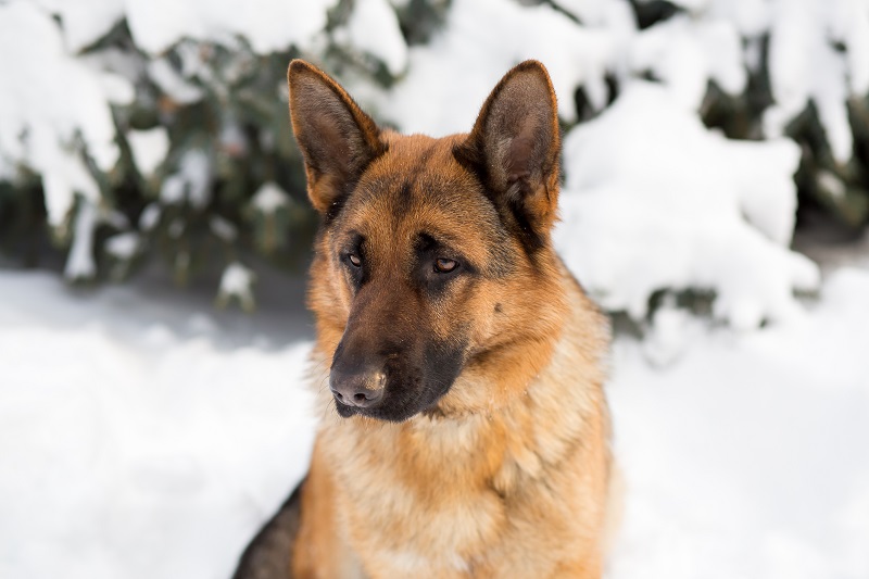 German Shepherd in snow