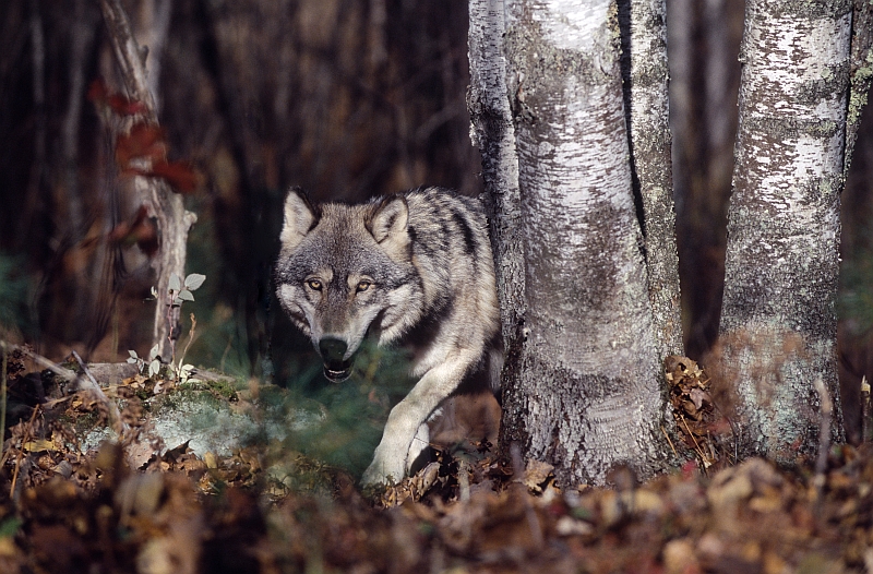 gray wolf in forest