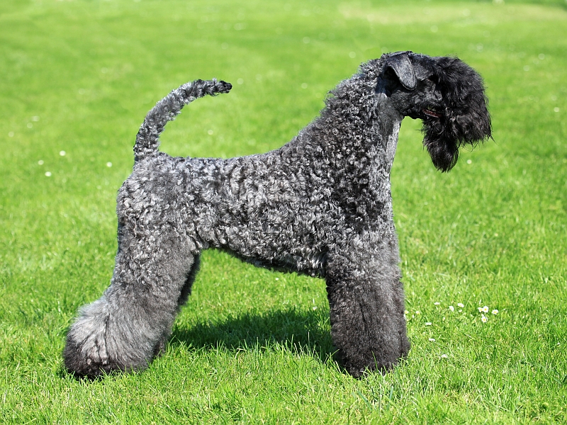 Kerry Blue Terrier