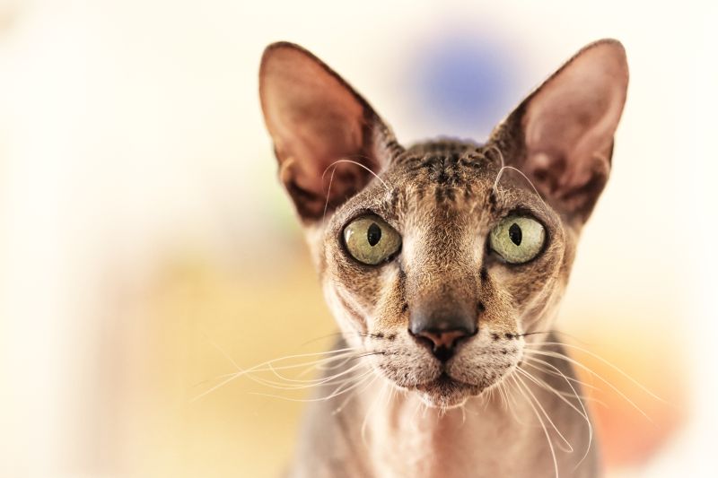 Portrait of peterbald cat. Closeup.