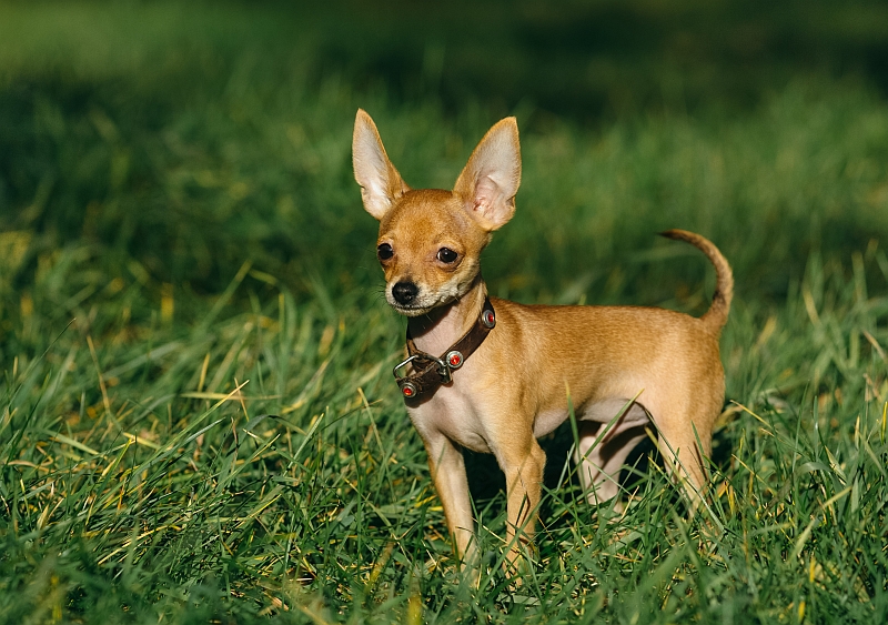 Russian Toy Terrier