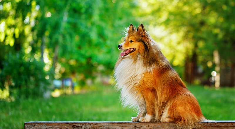 Shetland Sheepdog