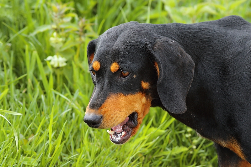 Hungarian Dog Breeds