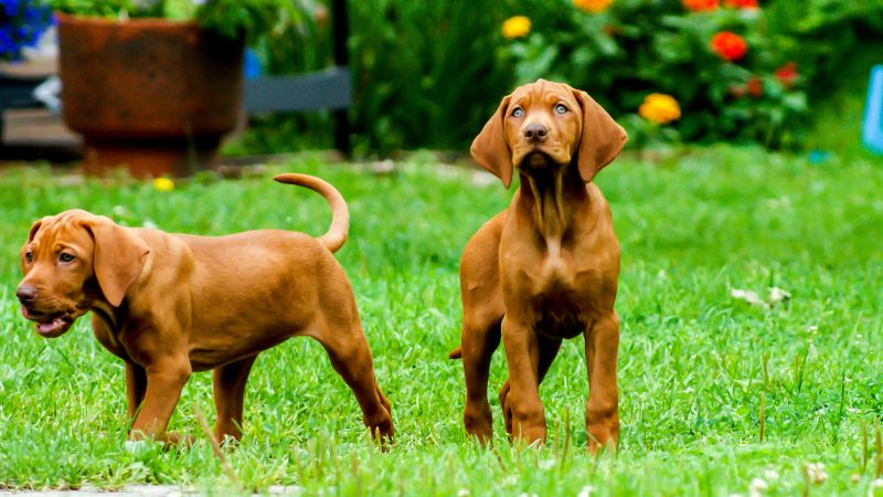 two vizsla puppies