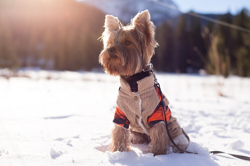 Yorkie in snow