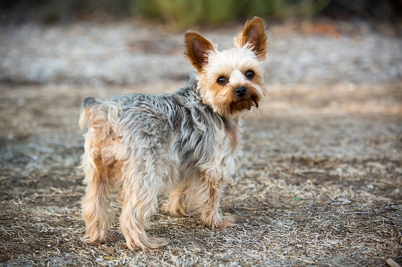 Yorkshire Terrier puppy