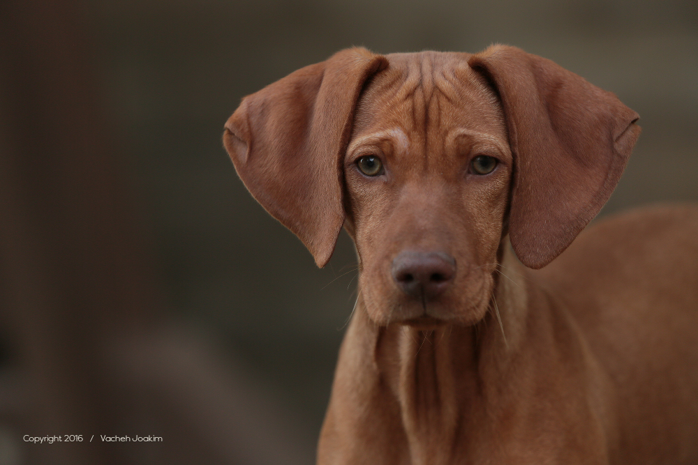 3.5 month old vizsla puppy